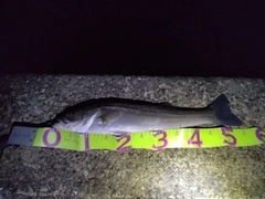 フッコ(マルスズキ)の釣果