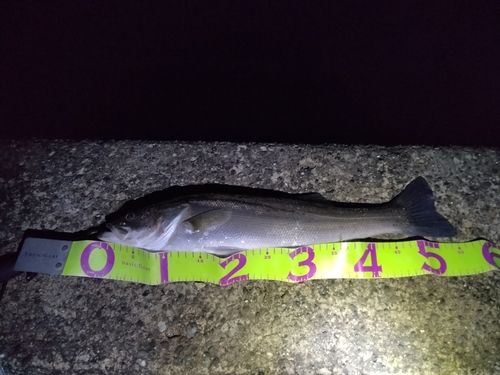 フッコ（マルスズキ）の釣果