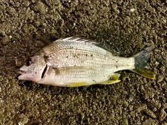 キビレの釣果