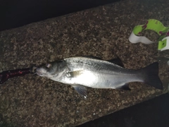 フッコ(ヒラスズキ)の釣果