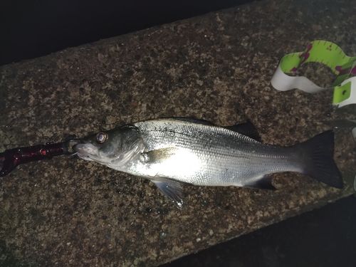 フッコ（ヒラスズキ）の釣果