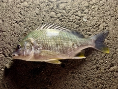 キビレの釣果