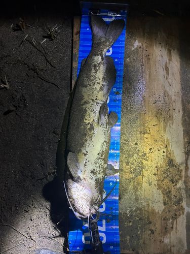 アメリカナマズの釣果