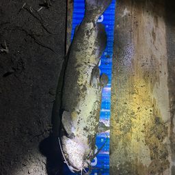 アメリカナマズ