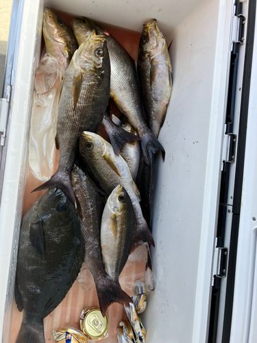 イサキの釣果