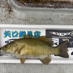 スモールマウスバス