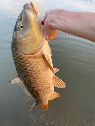 コイの釣果