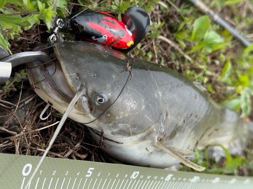 ナマズの釣果