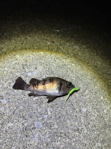 メバルの釣果