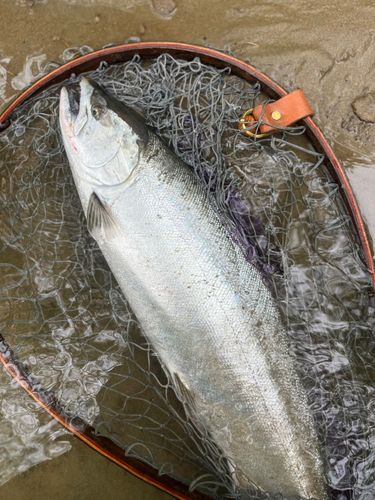 サクラマスの釣果