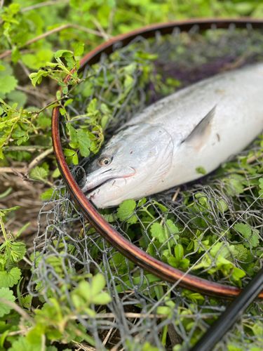 サクラマスの釣果