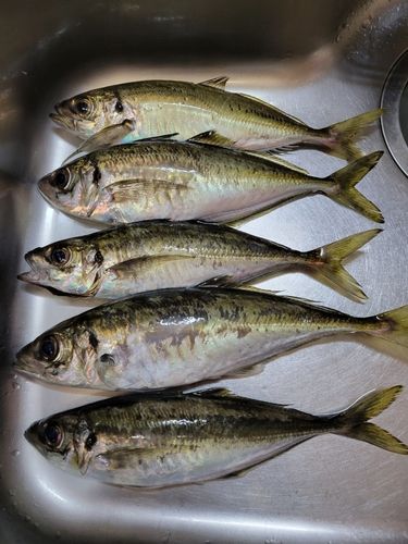 アジの釣果