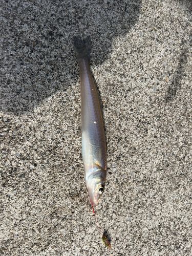 キスの釣果