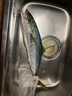 ガンドの釣果