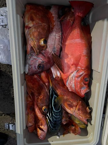 チカメキントキの釣果