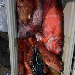 チカメキントキ