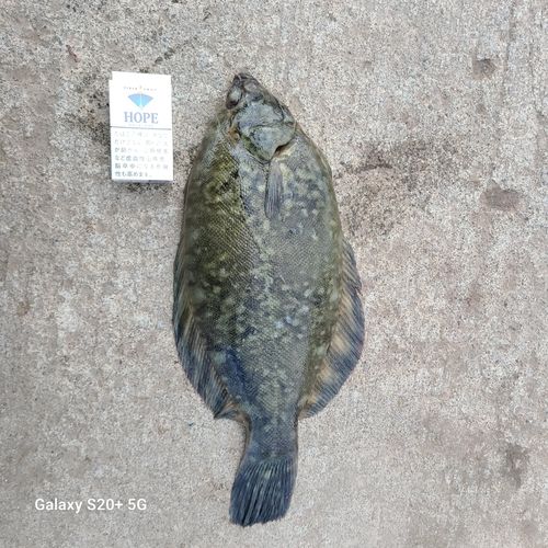 クロガシラガレイの釣果
