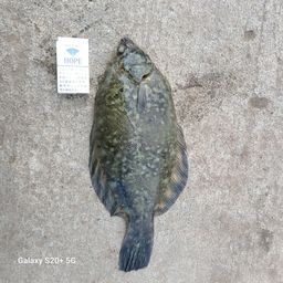 クロガシラガレイ