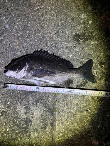 チヌの釣果