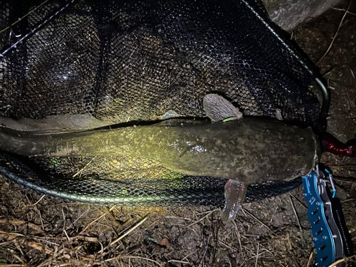ナマズの釣果