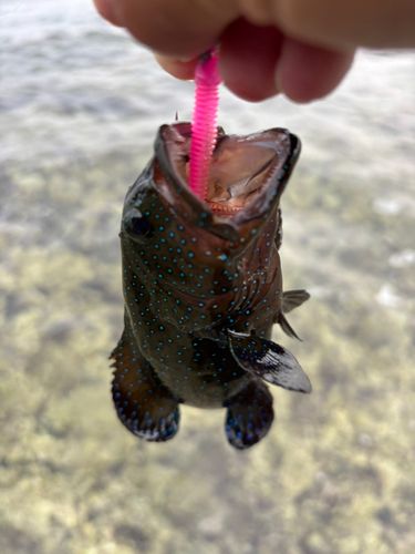 アオノメハタの釣果