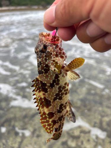 イシミーバイの釣果