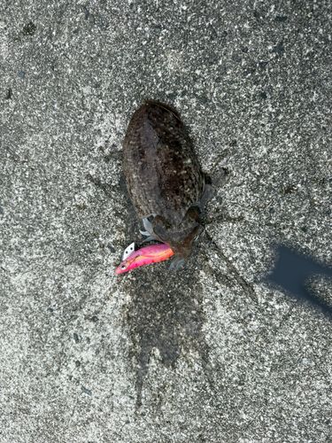 コウイカの釣果