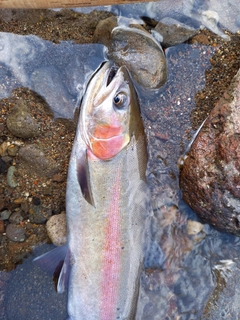 ニジマスの釣果