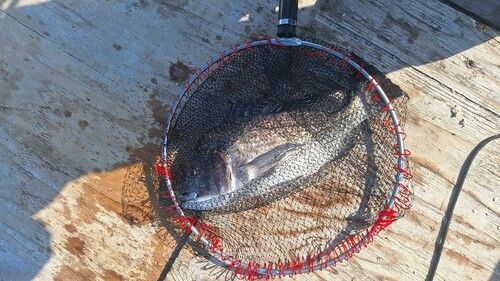 チヌの釣果