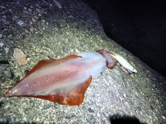 ケンサキイカの釣果