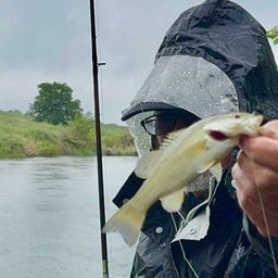 スモールマウスバス