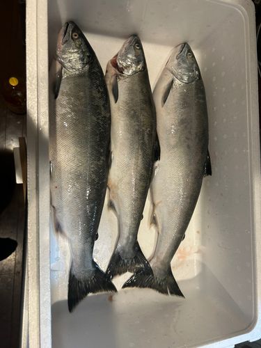 サクラマスの釣果