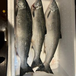 サクラマス