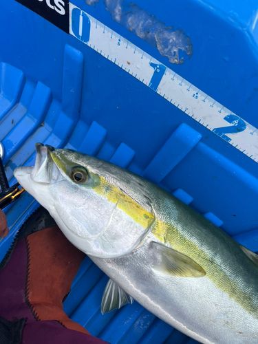 ブリの釣果