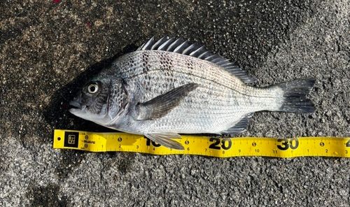 クロダイの釣果