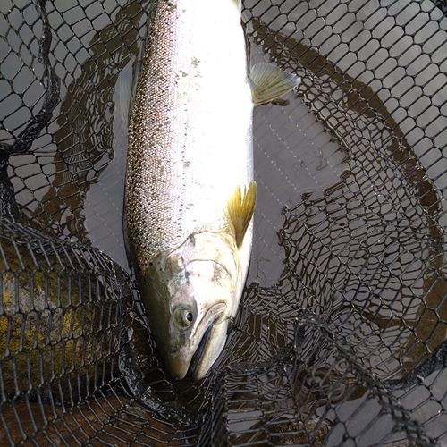 ニジマスの釣果