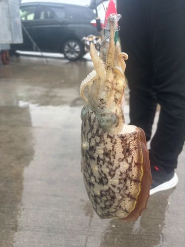 コウイカの釣果