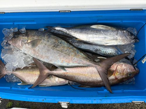 カンパチの釣果