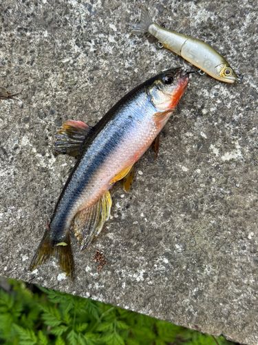 カワムツの釣果