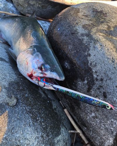 サクラマスの釣果