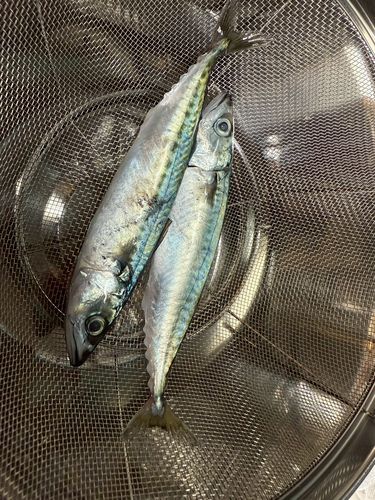 サバの釣果