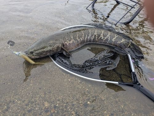 ライギョの釣果