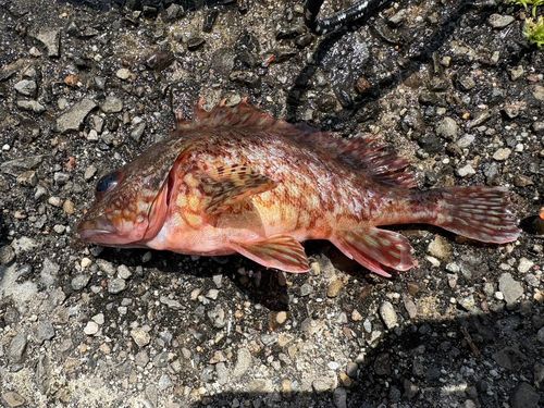 ガシラの釣果