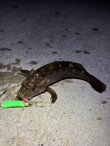 エゾメバルの釣果