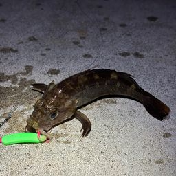 エゾメバル