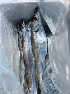 タチウオの釣果