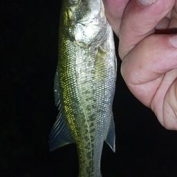 ラージマウスバス