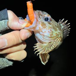 カサゴ