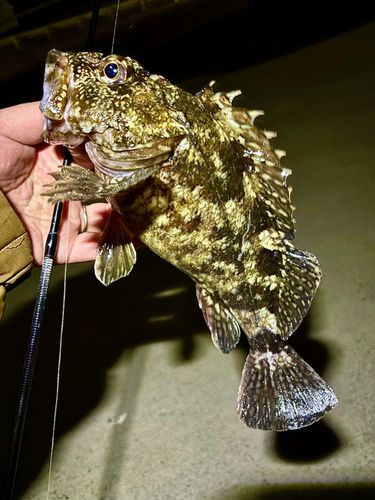 カサゴの釣果