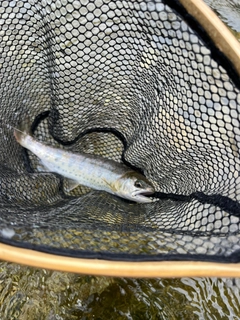 アマゴの釣果